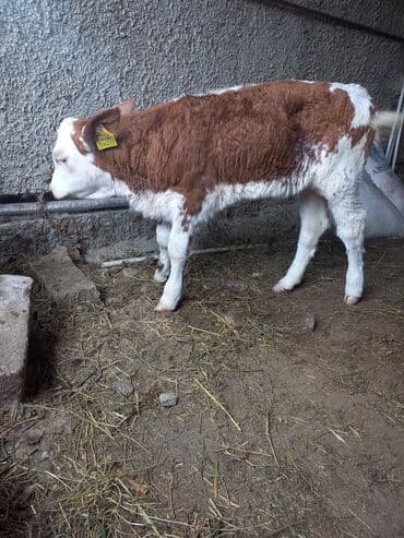 отдам в добрые руки щенка баку 2020: Disi damazlig — 1