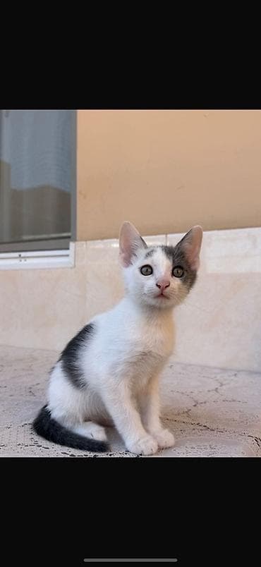 balaca itler: Erkək, Yaxşı əllərə, Pulsuz çatdırılma — 1