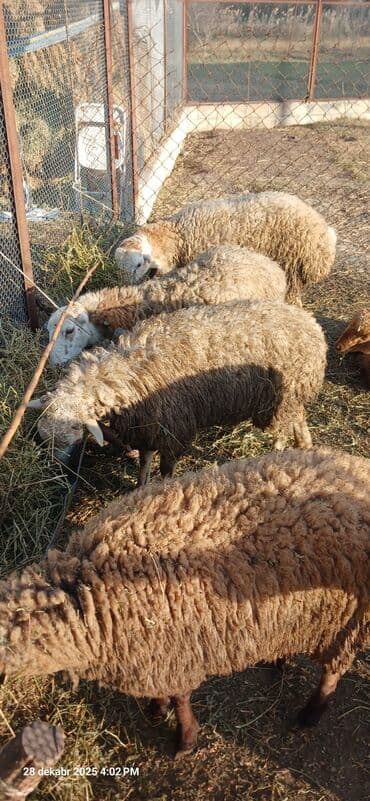 Digər kənd təsərrüfatı heyvanları: Erkək, il: 1, 28 kq, Ətlik, Ünvandan götürmə — 4