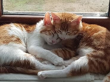 serbest qrafikli is elanlari 2019: Amerikan Shorthair, Dişi, Yaxşı əllərə, Ünvandan götürmə — 5