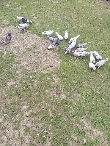 takla goyercin: Muncuq naxışlı ev göyərçinləri – müxtəlif rəng və cins qarışıqları - — 6