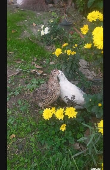 hələb kecilərin qiyməti: Sultan 1 xoruz 1 fərə cütü 70 azn. PonPon Xoruzu 40 azn — 7