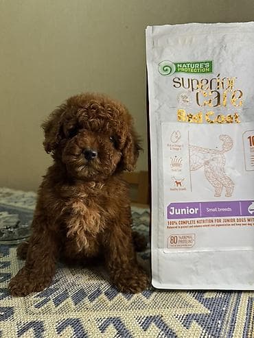 it xaski: Kore poodle red brown. Tam saglam. Disi bala ! Sekillerde realdi ! — 3