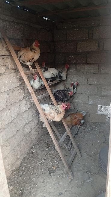 Toyuq, Yumurtalıq lalafo.az -da Toyuq, Yumurtalıq