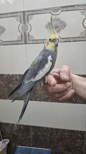 amadin qusu: “Karela (cockatiel) quşları satılır. 1 cüt (erkək və dişi, 1 yaş) + 2 — 2