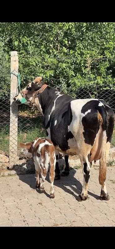 super alabay kl type 1: Südlük inək – buzovu ilə birlikdə - Cins: xallı (qara-ağ rəngli — 1