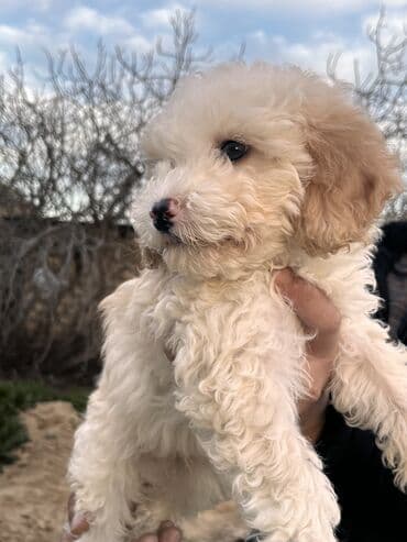 it itib: Pudel, 2 ay, Erkek, Peyvəndli, Ödənişli çatdırılma — 6