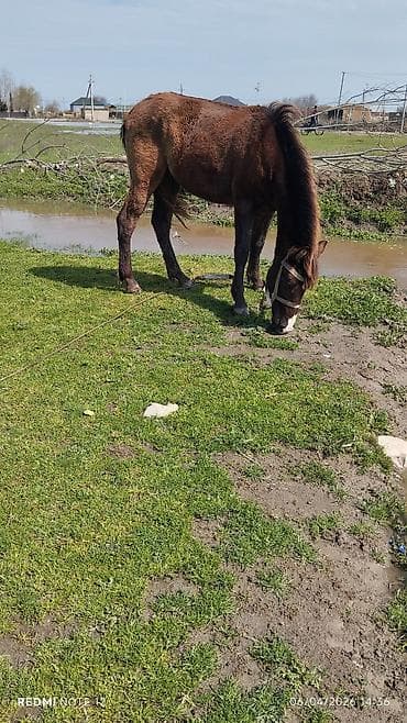 heyvan yemleri: Atlar — 2