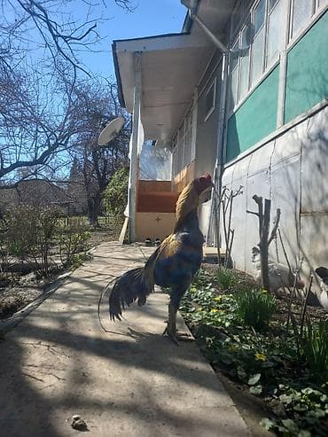 Бараны, овцы: Sarı-qara rəngli xoruz - Uzun quyruqlu, incə quruluşlu, hündürboy — 2