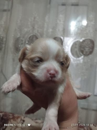 Ev iti balası – xırda ölçülü, krem-ağ rəngdə, qısa pofudlu tüklü