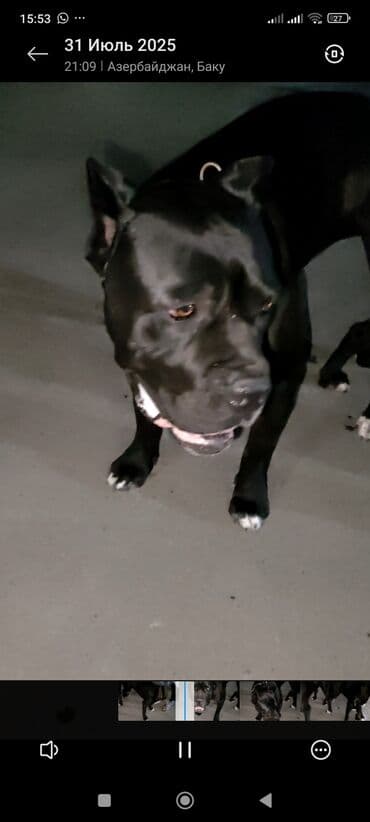 cau cau iti: Kane-Korso, 1 il, Dişi, Sənədli, Ünvandan götürmə — 3