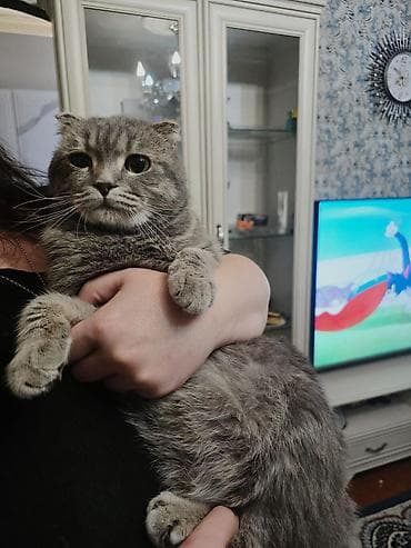 Şotland, Erkək, Yaxşı əllərə, Ünvandan götürmə, Ödənişli çatdırılma