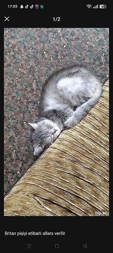 siyan pişik: Britan, Dişi, Yaxşı əllərə, Ünvandan götürmə — 2