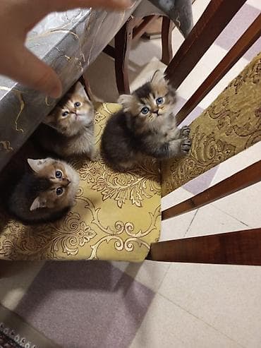 şinşilla: Tabbi — 1