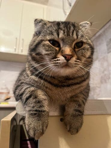 pişik cütleşdirme: Şotland yastı qulaq, Erkək — 8