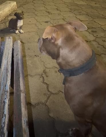 oğlan it adları: Məhsul: Balaca it balaları cinsi: staff - Rənglər: şabalıdı-qəhvəyi — 2