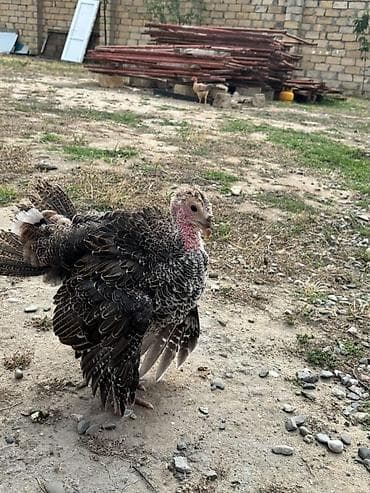 Məhsul: Hinduşka cücələri (gənc hind quşları) 2 ay 10 gün 2ay 15