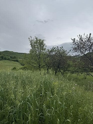 1 otaqlı ev: 80 sot, Kənd təsərrüfatı, Mülkiyyətçi, Kupça (Çıxarış), Bələdiyyə — 9
