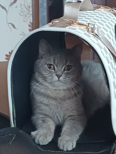 britan pişiyi: Britan — 2