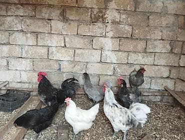 hunduska yumurtasi: Toyuq, Damazlıq — 1