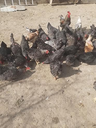 lider toyuq: Toyuq, Yumurtalıq — 9