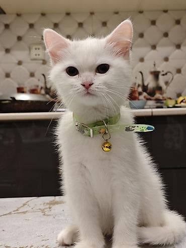 ağ pişikler: Dişi — 4