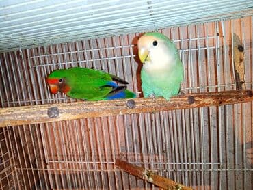 Nerazlucnik fişer ayrilmazlar maskvıy deyillər cütdu satılır hazır lalafo.az -da Nerazlucnik fişer ayrilmazlar maskvıy deyillər cütdu satılır hazır