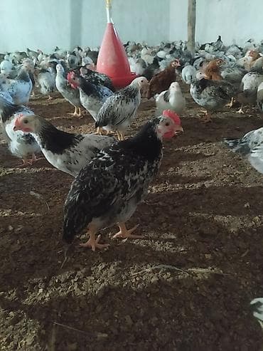 sican tələsi: Toyuq, Bresse, Yumurtalıq, Ünvandan götürmə — 1