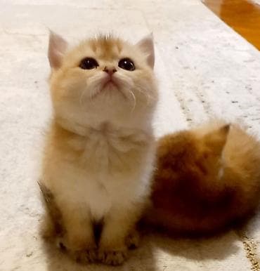 britanski pisik: Britan — 3