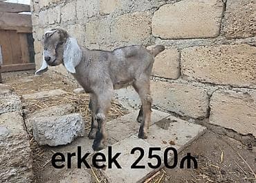 arpa bugda satisi: Salam, Nubian keçi balaları satılır. Рождены 07.01.2026. Отец ЧП — 3