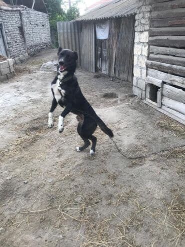 pekines itleri: Kanqal, 1 il, Erkek, Peyvəndli, Ünvandan götürmə — 4