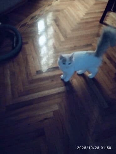 pişiy adları: Şotland yastı qulaq, Yaxşı əllərə — 9