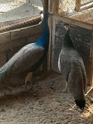 goyercin yuvasi satilir: Bir cüt Hindistan (mavi) tovuzquşu satıram. Qiymət ədədinə aiddir. 150 — 2