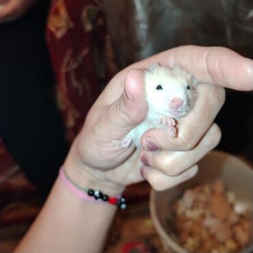 купить хомяка в баку: Xamyak — 2