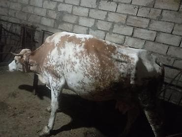 Коровы, быки: Südlük inək 8.10l süd verir.təpik atan inəkdi.ayağın bağlamamış sağmaq — 1