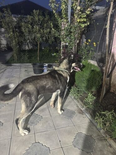 it alanlar: Qurdbasar, 8 ay, Erkek, Peyvəndli, Ünvandan götürmə — 5