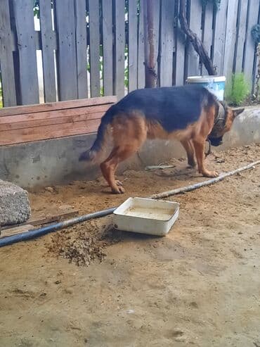 немецкие овчарки щенки купить: Немецкая овчарка, Самец — 6