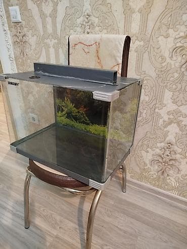 heyvanlar: BOYU şüşə akvarium idyal veziyetdedi Aval Akvarum işlenmişdi - — 5