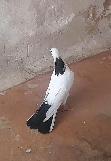 Göyərçinlər: 13 tuk erkeydi tuleydedi — 8