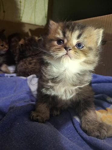 Gəmiricilər: Erkək, Dişi, Yaxşı əllərə, Ünvandan götürmə, Pulsuz çatdırılma, Ödənişli çatdırılma — 5