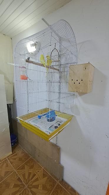 qəfəs: Məhsul: Sarı rəngli dalğalı papuqay cütü və tam avadanlıqlı qəfəs — 3