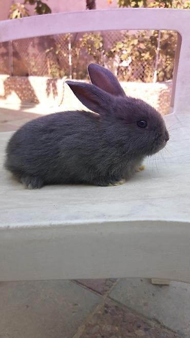 Кролики: Mini lop (aşağıqulaqlı) dekorativ dovşan balaları - Cins: Mini Lop — 10
