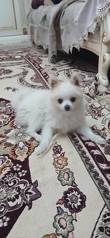 kicik itlər: Şpitz, 1 il, Erkek — 2