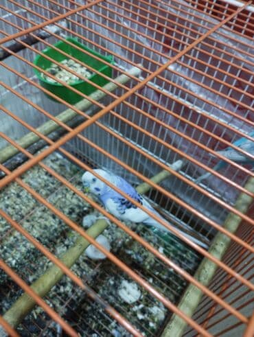 hazır hicablar: Hazır balalayan iki cüt tutuquşular. Yaxşı bala verirlər. Qiymət bir — 2