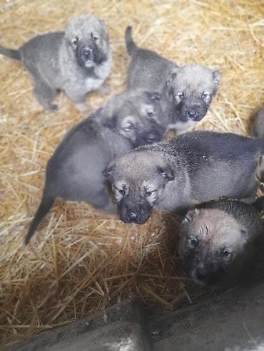 heyvanlar və balaları: Peyvəndli — 8