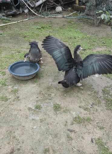 it dami satilir: Zümrüdü lal ördək,biri ərkey biri dişidi.4 ayliqdi.Ev heyvaniditam — 1