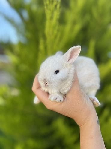 dovsan: 🐰 1 aylıq Mini Holland Lop balalarımız yeni yuvalarını axtarır. 🤍 ✅ — 1