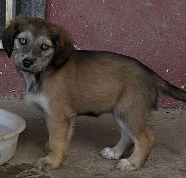 labrador it: 2 ay, Dişi, Peyvəndli, Ödənişli çatdırılma — 4