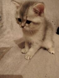 pişiklər bala: Şinşilla, Erkək, Yaxşı əllərə, Ünvandan götürmə — 2