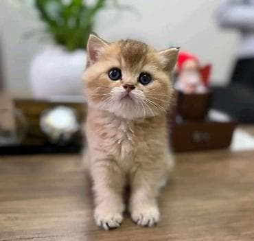 pulsuz pişik: Britan, Erkək, Dişi — 9